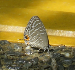 Jamides celeno aelianus