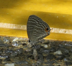 Jamides celeno aelianus