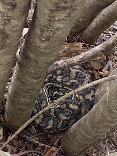 Coastal Carpet Python sighting