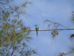 Merops americanus