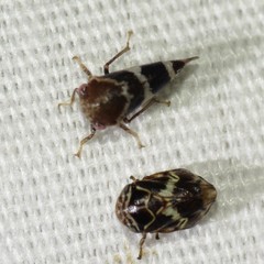 Ophiderma tricincta