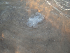 Rhopilema nomadica