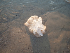 Rhopilema nomadica