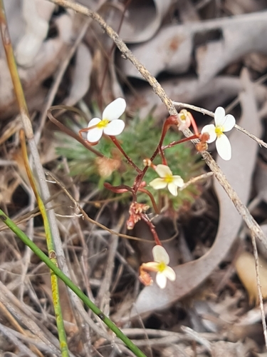 Image of Stylidium hispidum by (c) Belinda Forbes, some rights reserved (CC BY)