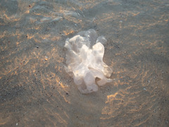 Rhopilema nomadica