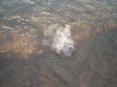 Rhopilema nomadica