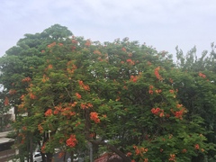 Delonix regia