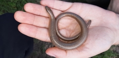 Anguis fragilis
