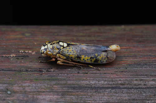 Molomea hamleti