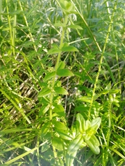 Cruciata glabra krylovii