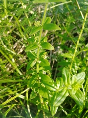 Cruciata glabra krylovii