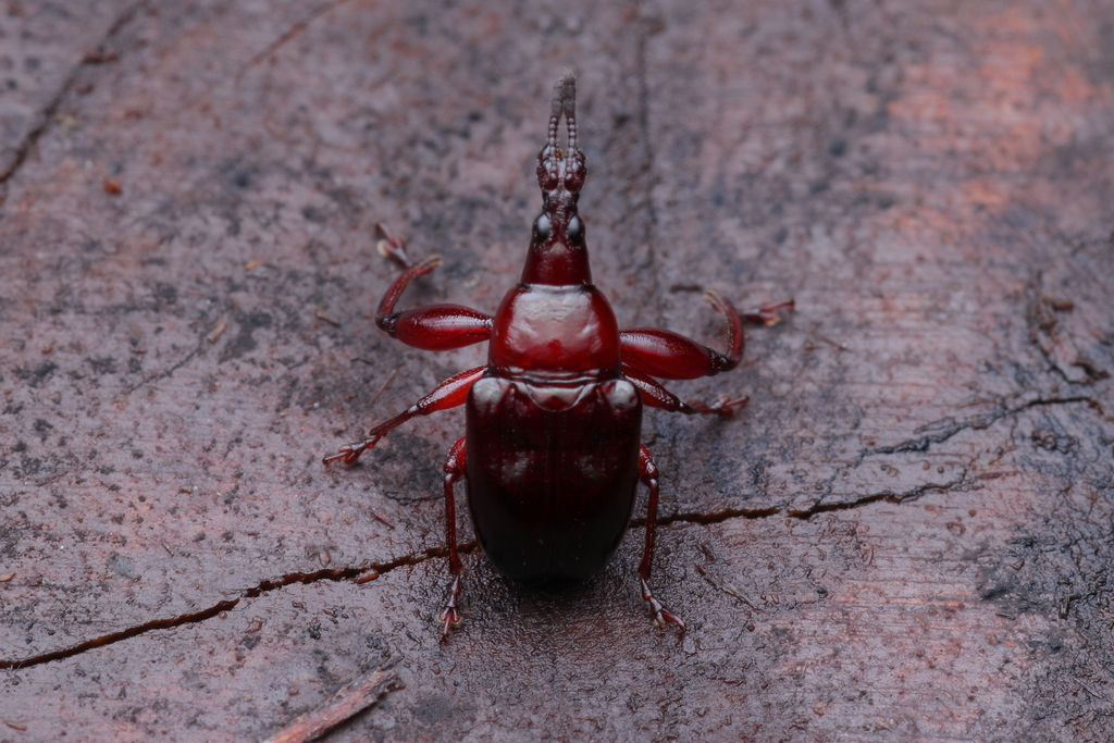 Euscelus brachiatus