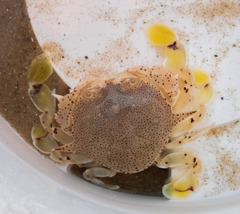 Matuta victor