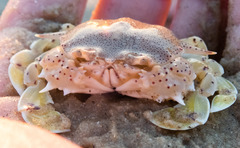 Matuta victor