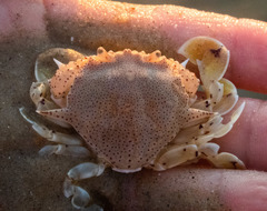 Matuta victor