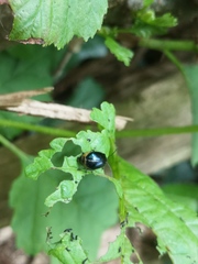 Agelastica alni