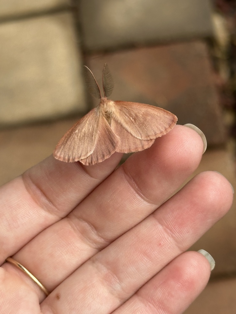 Anthela pudica