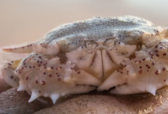 Matuta victor