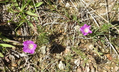 Ipomoea capillacea