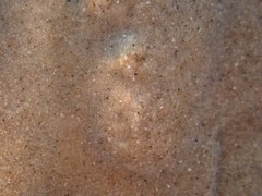 Matuta victor