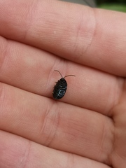 Agelastica alni