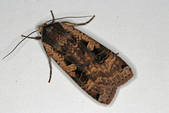 Noctua pronuba