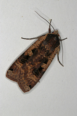 Noctua pronuba