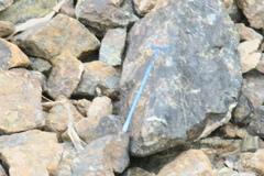 Arabicnemis caerulea