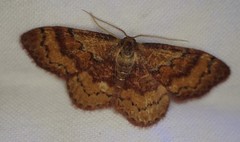 Leptostales rubromarginaria