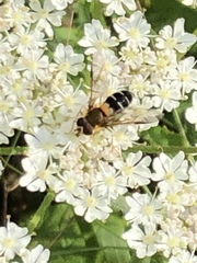 Leucozona glaucia
