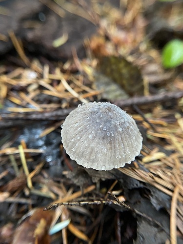 Owingsia PNW01 graham.jpg