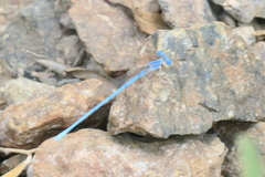 Arabicnemis caerulea