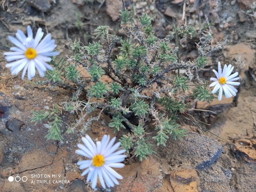 Felicia abyssinica
