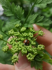 Harmonia axyridis