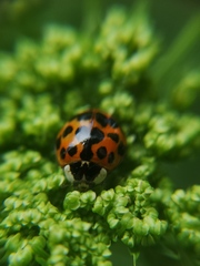 Harmonia axyridis