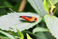 Coryptilum klugii
