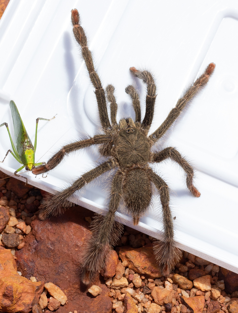Trinidad mahogany tarantula