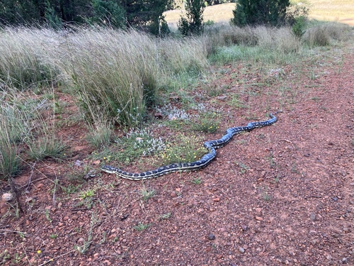 Inland Carpet Python sighting