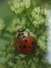 Harmonia axyridis