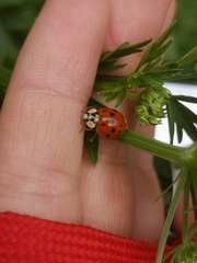 Harmonia axyridis