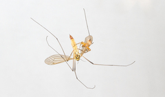 Nephrotoma flavescens