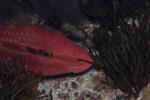 Rosy goatfish (Parupeneus rubescens) — Mullidae — 5