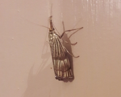 Chrysocramboides craterella