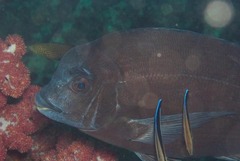 German Seabream photo 2