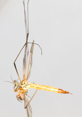 Nephrotoma flavescens