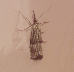 Chrysocramboides craterella