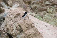 Oenanthe albonigra