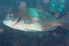 German Seabream photo 3