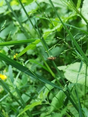 Nemophora degeerella