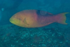Palebar Hogfish photo 2